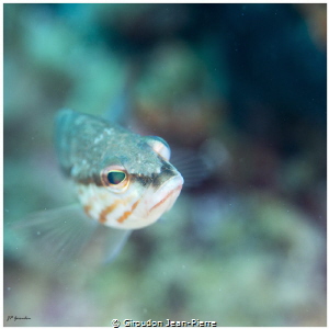 Very curious fish. by Giroudon Jean-Pierre 
